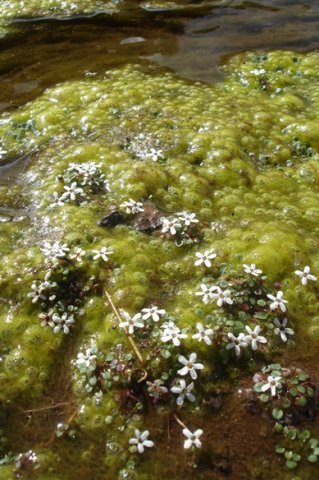Limosella vesiculosa